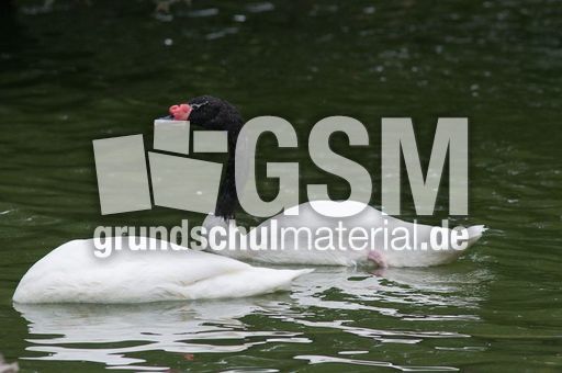 Schwarzhalsschwanschwan (6 von 7).jpg